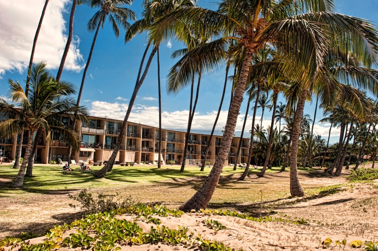 Beautiful beachfront palms and grounds